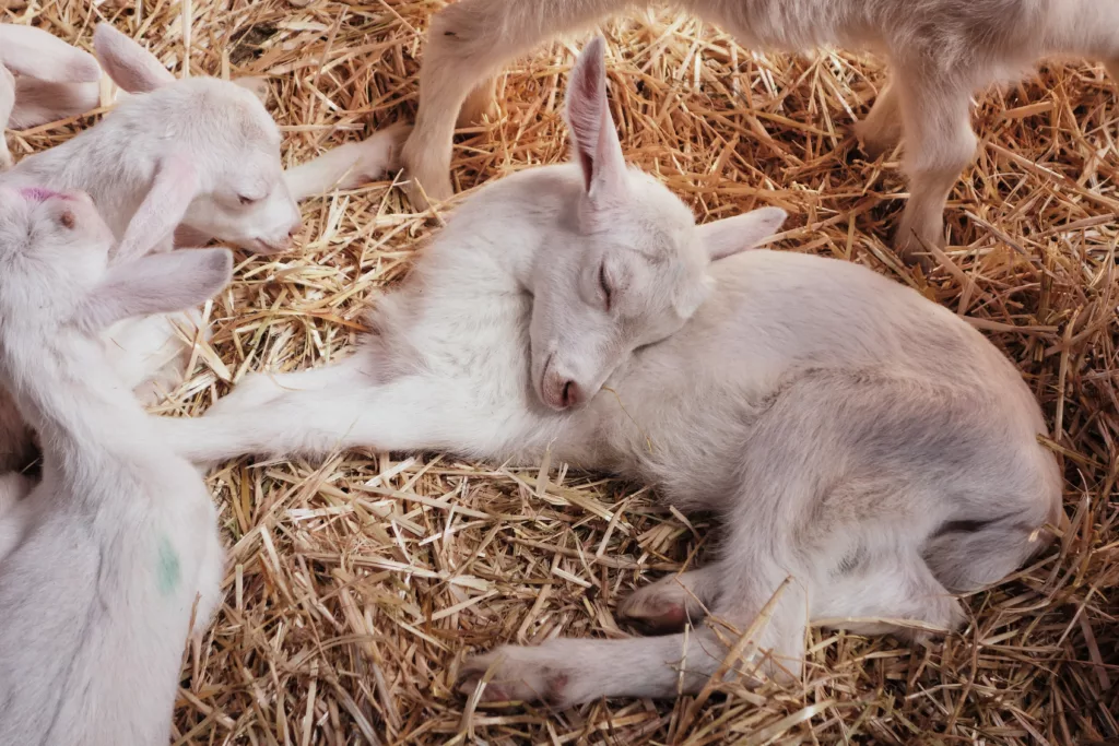 Cute baby goat sleeping