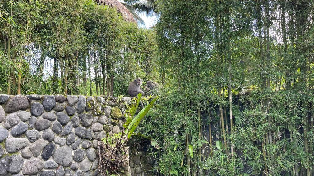 Alila Ubud monkeys 1 - Alila Ubud